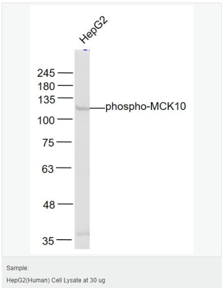 60583b40c37f6.png image.png