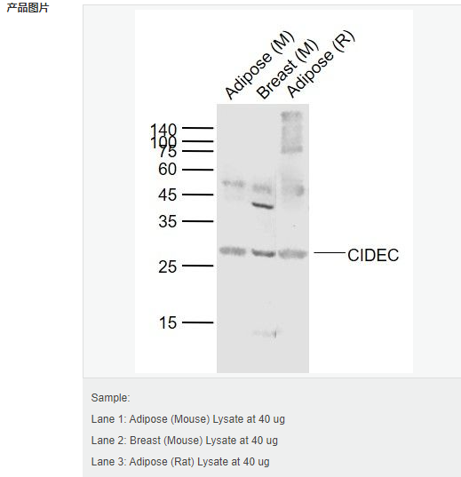 60585010f4109.png image.png