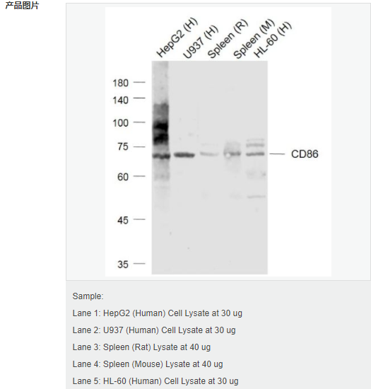 605d7eda66ecf.png image.png