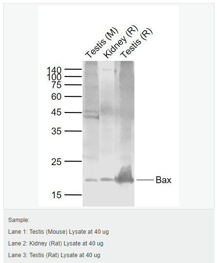 605da1648d988.png image.png