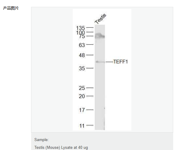 6077ae933ffed.png image.png