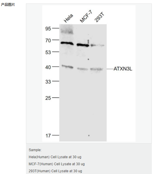 6079485c48f31.png image.png